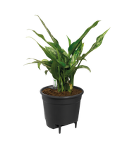 self-watering insert 17cm living noir